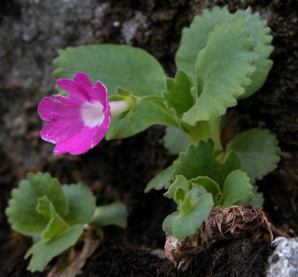 Primula hirsuta / Primula irsuta